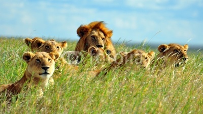 I leoni del serengeti
